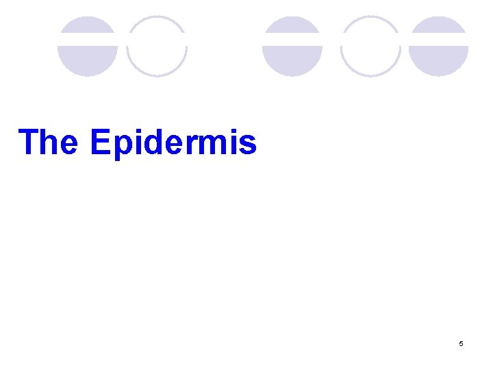 The Epidermis 5 