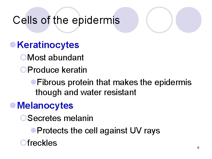 Cells of the epidermis l Keratinocytes ¡Most abundant ¡Produce keratin l. Fibrous protein that