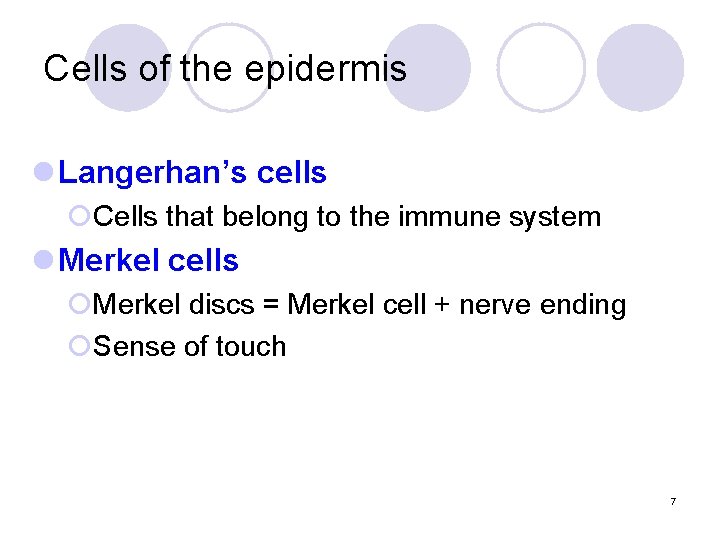 Cells of the epidermis l Langerhan’s cells ¡Cells that belong to the immune system Cells of the epidermis l Langerhan’s cells ¡Cells that belong to the immune system