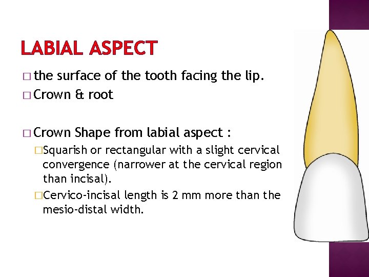 LABIAL ASPECT � the surface of the tooth facing the lip. � Crown &