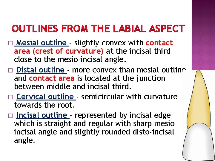 OUTLINES FROM THE LABIAL ASPECT Mesial outline - slightly convex with contact area (crest