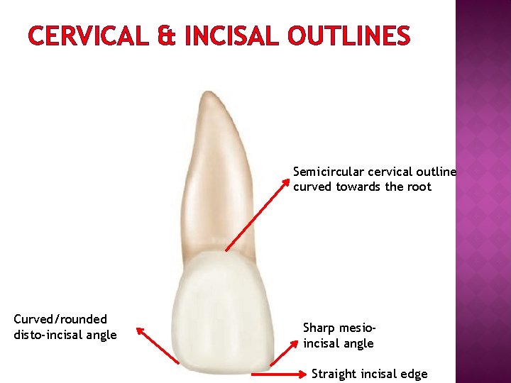 CERVICAL & INCISAL OUTLINES Semicircular cervical outline curved towards the root Curved/rounded disto-incisal angle