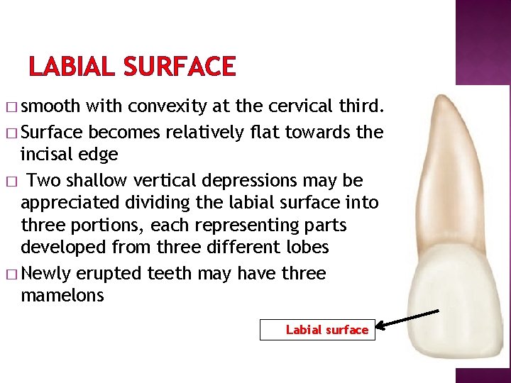 LABIAL SURFACE � smooth with convexity at the cervical third. � Surface becomes relatively