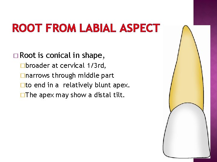 ROOT FROM LABIAL ASPECT � Root is conical in shape, �broader at cervical 1/3