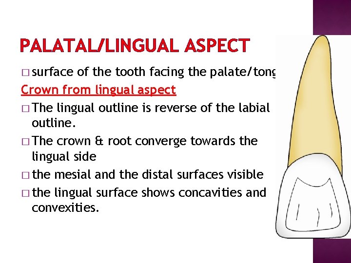 PALATAL/LINGUAL ASPECT � surface of the tooth facing the palate/tongue. Crown from lingual aspect
