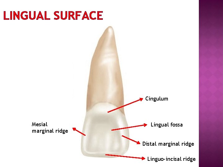 LINGUAL SURFACE Cingulum Mesial marginal ridge Lingual fossa Distal marginal ridge Linguo-incisal ridge 