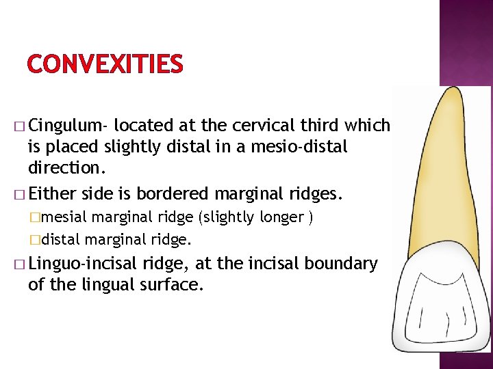 CONVEXITIES � Cingulum- located at the cervical third which is placed slightly distal in