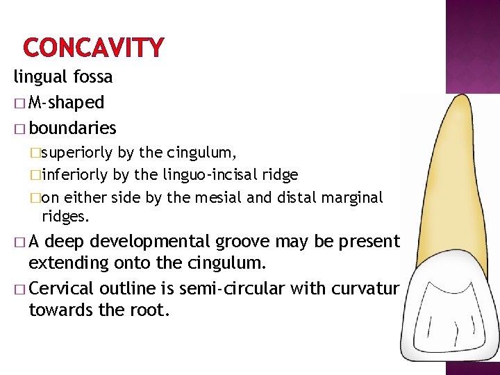 CONCAVITY lingual fossa � M-shaped � boundaries �superiorly by the cingulum, �inferiorly by the