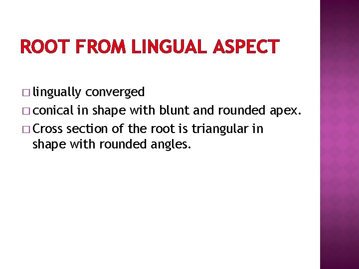 ROOT FROM LINGUAL ASPECT � lingually converged � conical in shape with blunt and