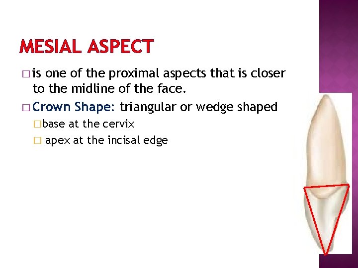 MESIAL ASPECT � is one of the proximal aspects that is closer to the