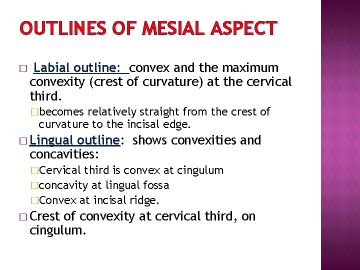 OUTLINES OF MESIAL ASPECT � Labial outline: convex and the maximum convexity (crest of