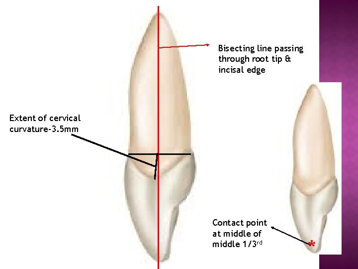 Bisecting line passing through root tip & incisal edge Extent of cervical curvature-3. 5