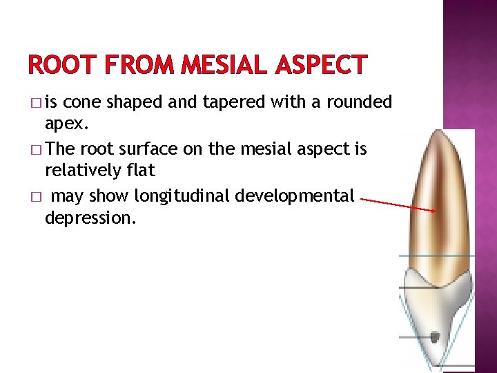 ROOT FROM MESIAL ASPECT � is cone shaped and tapered with a rounded apex.