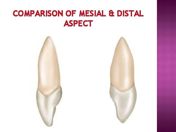 COMPARISON OF MESIAL & DISTAL ASPECT 