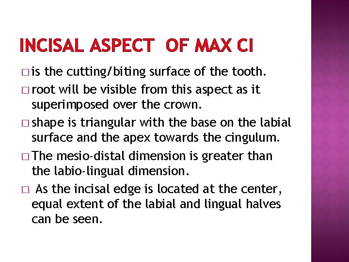 INCISAL ASPECT OF MAX CI � is the cutting/biting surface of the tooth. �