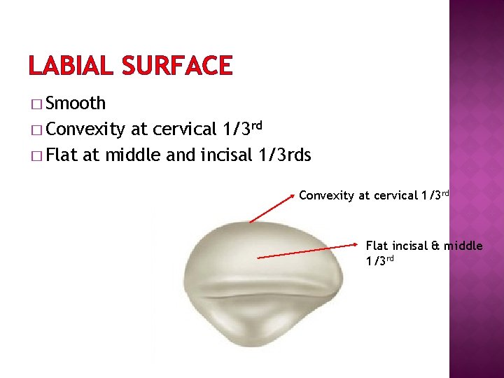LABIAL SURFACE � Smooth � Convexity at cervical 1/3 rd � Flat at middle