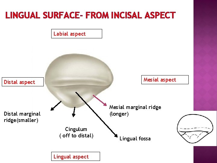 LINGUAL SURFACE- FROM INCISAL ASPECT Labial aspect Mesial aspect Distal aspect Mesial marginal ridge