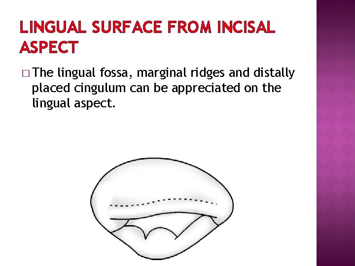 LINGUAL SURFACE FROM INCISAL ASPECT � The lingual fossa, marginal ridges and distally placed