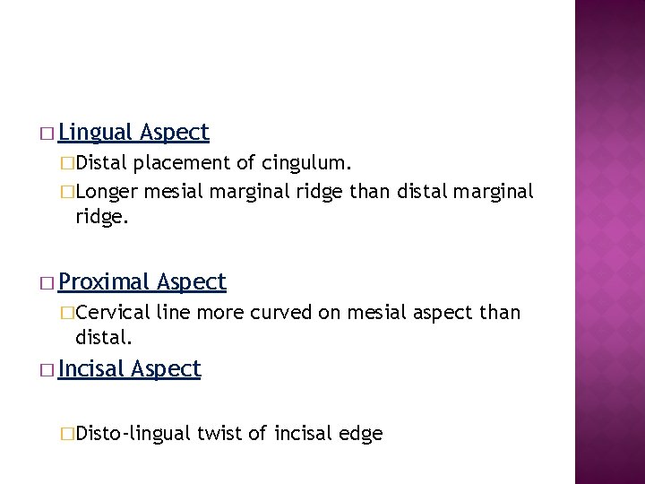 � Lingual Aspect �Distal placement of cingulum. �Longer mesial marginal ridge than distal marginal