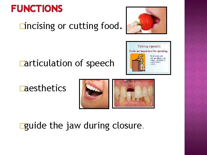FUNCTIONS �incising or cutting food. �articulation of speech �aesthetics �guide the jaw during closure.