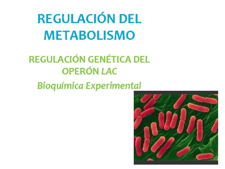 REGULACIÓN DEL METABOLISMO REGULACIÓN GENÉTICA DEL OPERÓN LAC Bioquímica Experimental 