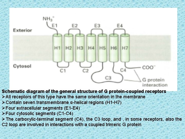 Schematic diagram of the general structure of G protein-coupled receptors ØAll receptors of this