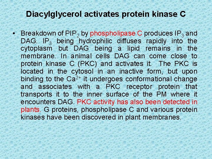 Diacylglycerol activates protein kinase C • Breakdown of PIP 2 by phospholipase C produces