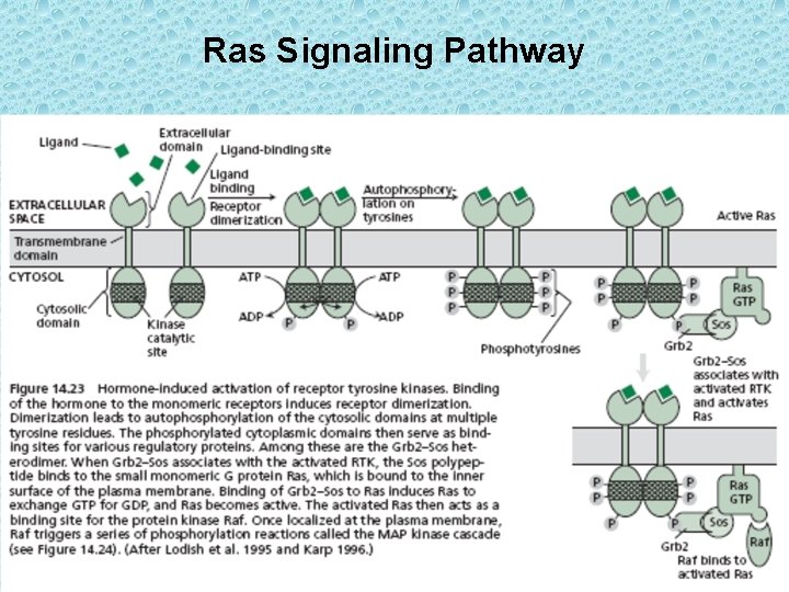 Ras Signaling Pathway 