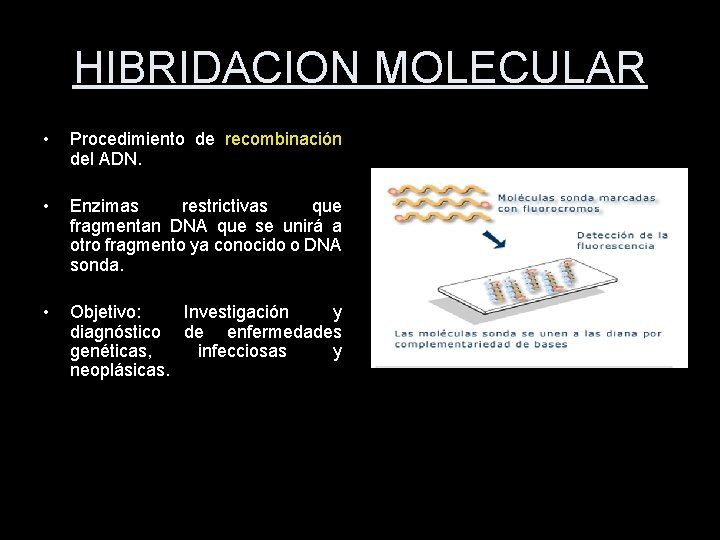 HIBRIDACION MOLECULAR • Procedimiento de recombinación del ADN. • Enzimas restrictivas que fragmentan DNA