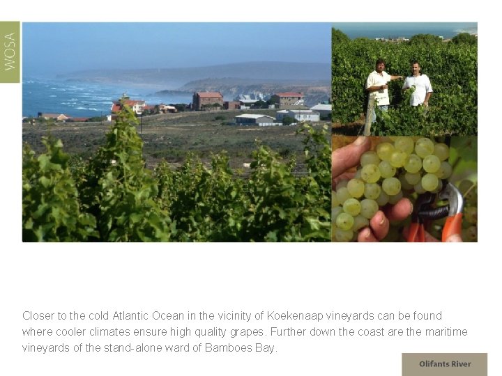 Closer to the cold Atlantic Ocean in the vicinity of Koekenaap vineyards can be