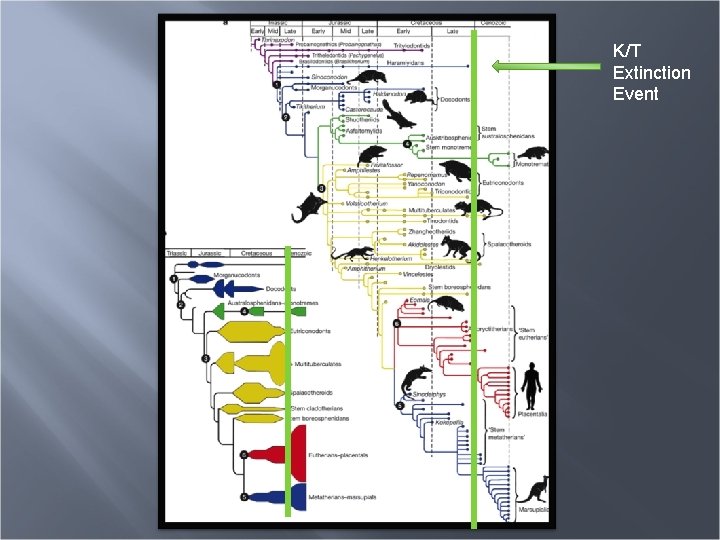 K/T Extinction Event 