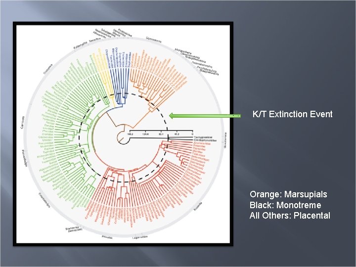 K/T Extinction Event Orange: Marsupials Black: Monotreme All Others: Placental 