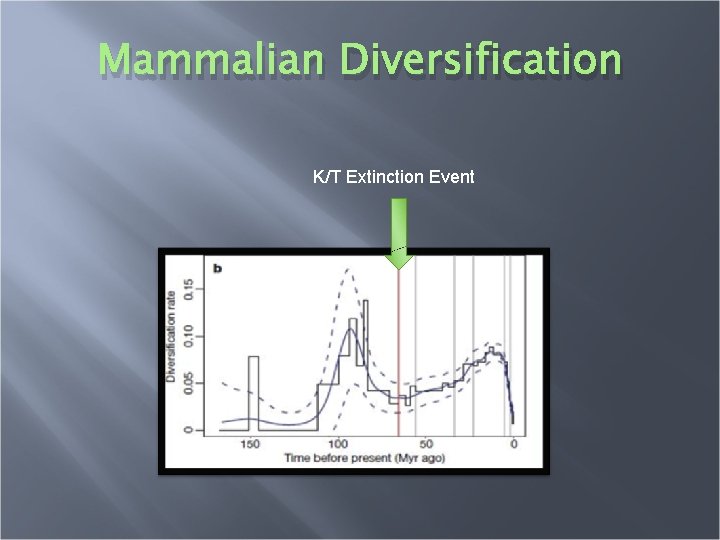 Mammalian Diversification K/T Extinction Event 