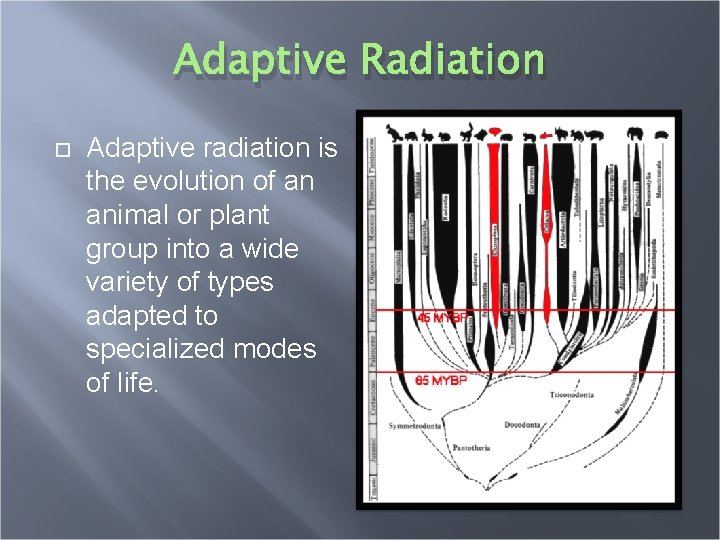 Adaptive Radiation Adaptive radiation is the evolution of an animal or plant group into