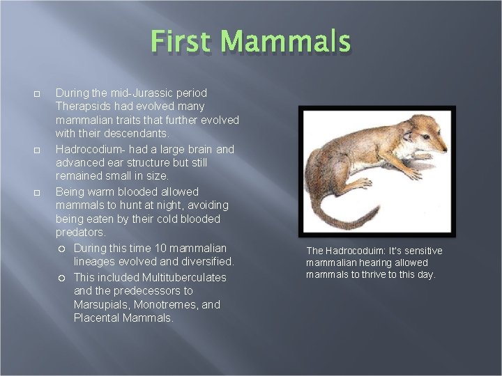 First Mammals During the mid-Jurassic period Therapsids had evolved many mammalian traits that further
