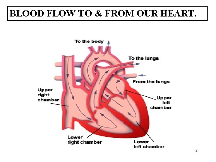 BLOOD FLOW TO & FROM OUR HEART. 4 