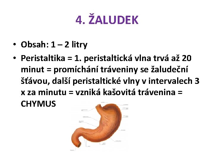 4. ŽALUDEK • Obsah: 1 – 2 litry • Peristaltika = 1. peristaltická vlna