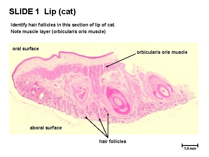 SLIDE 1 Lip (cat) Identify hair follicles in this section of lip of cat. SLIDE 1 Lip (cat) Identify hair follicles in this section of lip of cat.