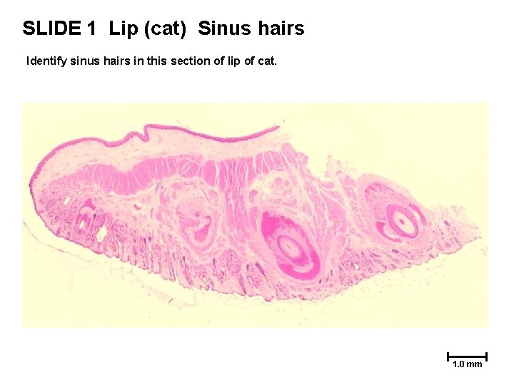 SLIDE 1 Lip (cat) Sinus hairs Identify sinus hairs in this section of lip SLIDE 1 Lip (cat) Sinus hairs Identify sinus hairs in this section of lip
