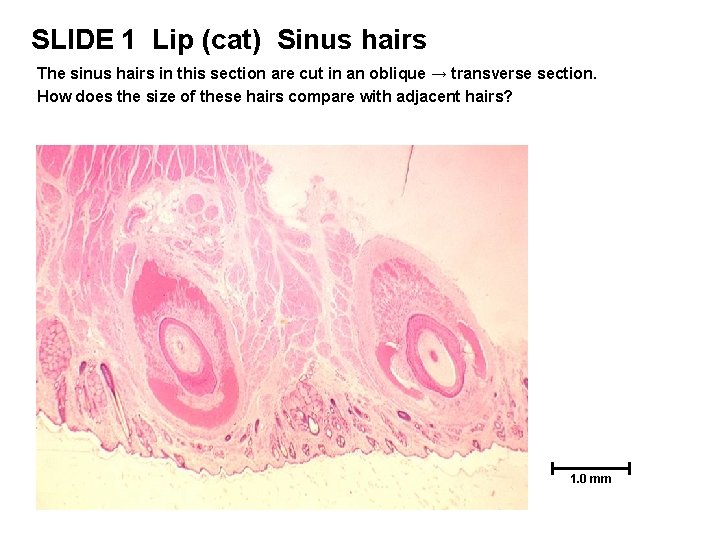 SLIDE 1 Lip (cat) Sinus hairs The sinus hairs in this section are cut SLIDE 1 Lip (cat) Sinus hairs The sinus hairs in this section are cut