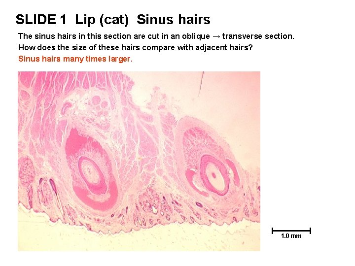 SLIDE 1 Lip (cat) Sinus hairs The sinus hairs in this section are cut SLIDE 1 Lip (cat) Sinus hairs The sinus hairs in this section are cut