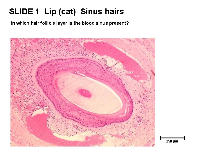 SLIDE 1 Lip (cat) Sinus hairs In which hair follicle layer is the blood SLIDE 1 Lip (cat) Sinus hairs In which hair follicle layer is the blood
