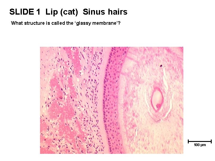 SLIDE 1 Lip (cat) Sinus hairs What structure is called the ‘glassy membrane’? 100 SLIDE 1 Lip (cat) Sinus hairs What structure is called the ‘glassy membrane’? 100