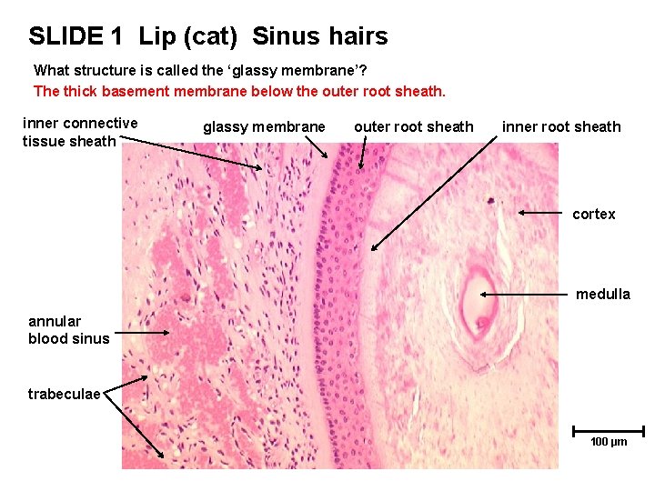 SLIDE 1 Lip (cat) Sinus hairs What structure is called the ‘glassy membrane’? The SLIDE 1 Lip (cat) Sinus hairs What structure is called the ‘glassy membrane’? The
