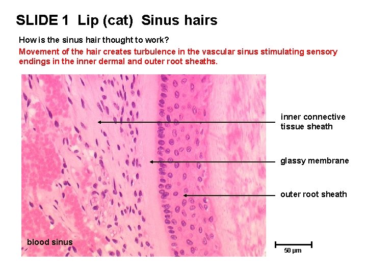 SLIDE 1 Lip (cat) Sinus hairs How is the sinus hair thought to work? SLIDE 1 Lip (cat) Sinus hairs How is the sinus hair thought to work?
