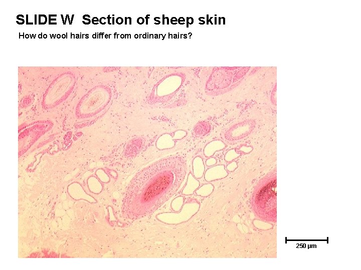 SLIDE W Section of sheep skin How do wool hairs differ from ordinary hairs? SLIDE W Section of sheep skin How do wool hairs differ from ordinary hairs?