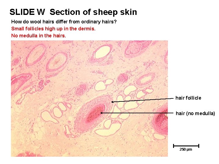 SLIDE W Section of sheep skin How do wool hairs differ from ordinary hairs? SLIDE W Section of sheep skin How do wool hairs differ from ordinary hairs?