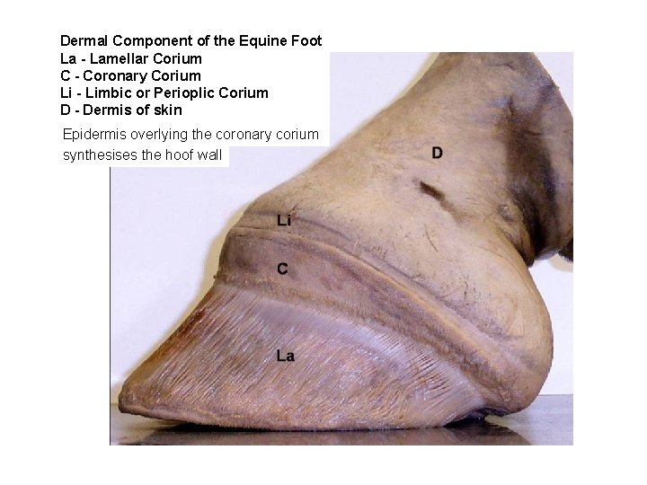 Dermal Component of the Equine Foot La - Lamellar Corium C - Coronary Corium Dermal Component of the Equine Foot La - Lamellar Corium C - Coronary Corium