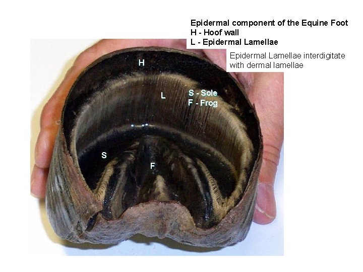 Epidermal component of the Equine Foot H - Hoof wall L - Epidermal Lamellae Epidermal component of the Equine Foot H - Hoof wall L - Epidermal Lamellae