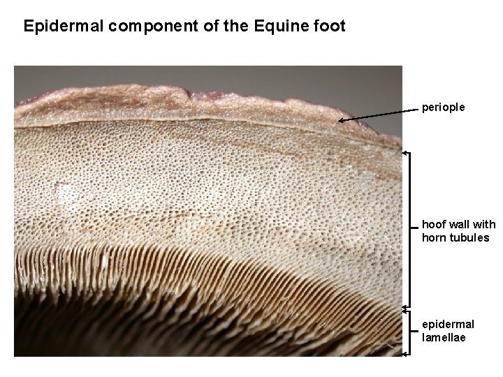Epidermal component of the Equine foot periople hoof wall with horn tubules epidermal lamellae Epidermal component of the Equine foot periople hoof wall with horn tubules epidermal lamellae